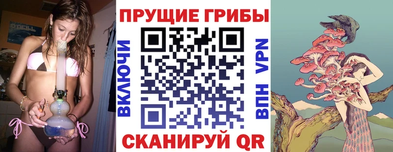 Купить где  Звенигово  Галлюциногенные грибы Psilocybe 